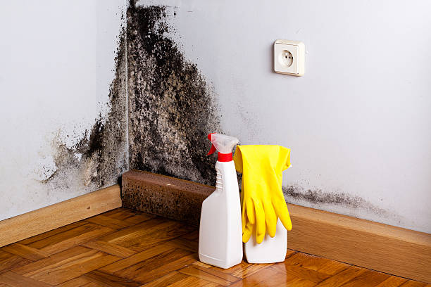 Office Mold Removal Services